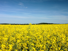 Killikus&reg; Fotographie