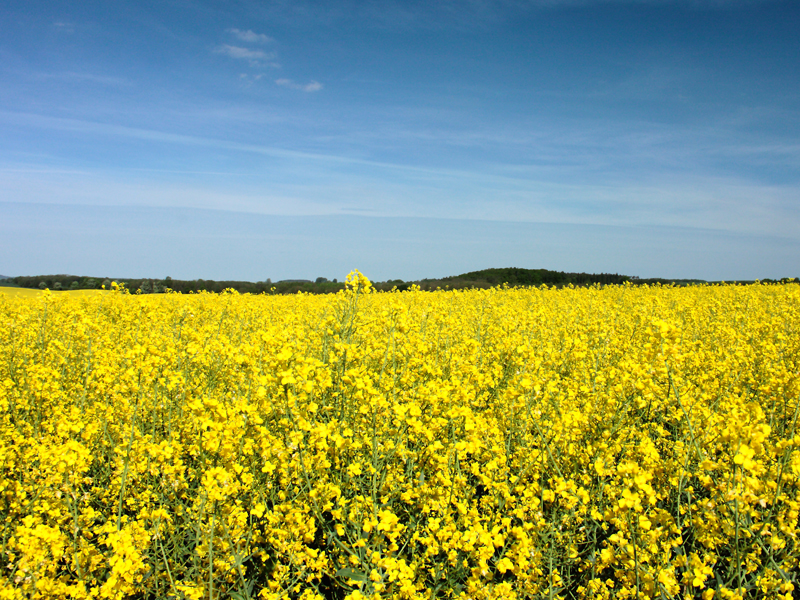 Killikus® Fotographie Killikus® Fotographie