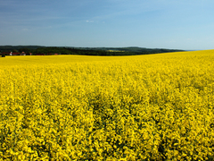 Killikus&reg; Fotographie