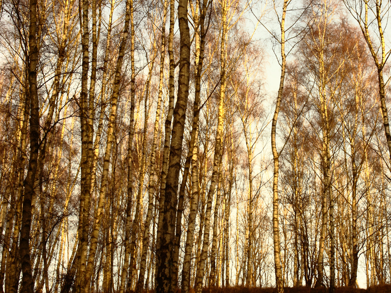 Killikus&reg; Fotographie