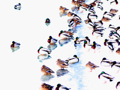 Killikus&reg; Fotographie