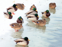 Killikus&reg; Fotographie