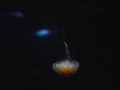 Killikus&reg; Fotographie