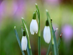 Killikus&reg; Fotographie