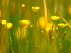 Killikus&reg; Fotographie