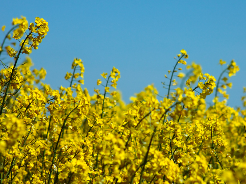 Killikus® Fotographie Killikus® Fotographie