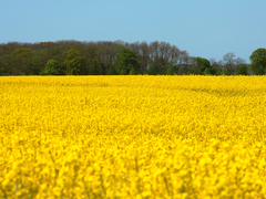 Killikus&reg; Fotographie