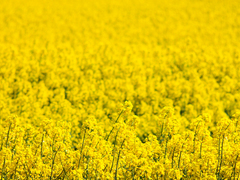 Killikus&reg; Fotographie