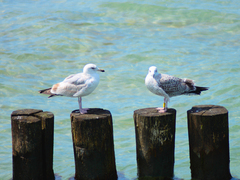 Killikus&reg; Fotographie