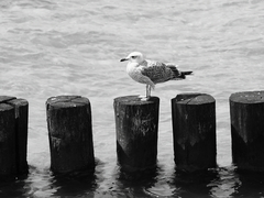 Killikus&reg; Fotographie