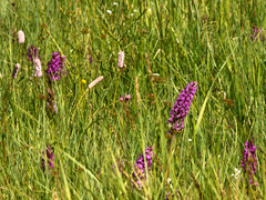 Killikus&reg; Fotographie