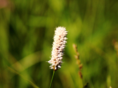 Killikus&reg; Fotographie