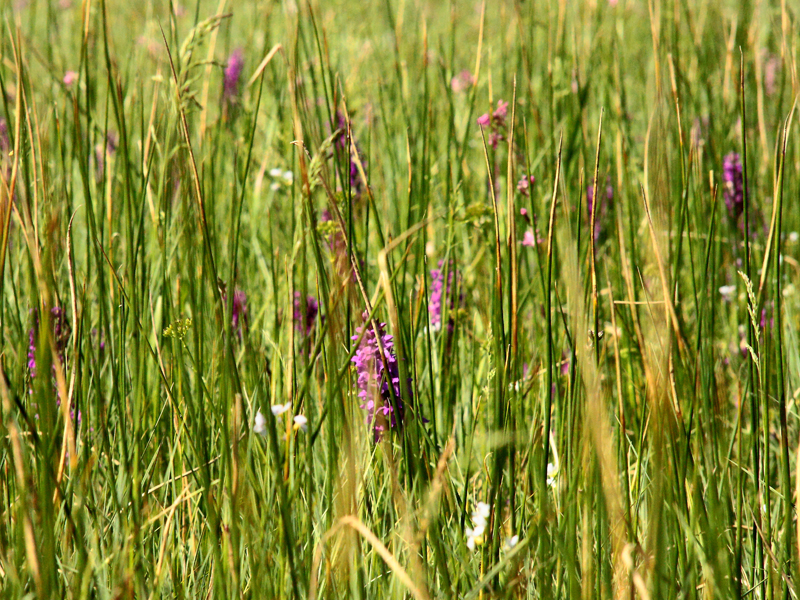 Killikus&reg; Fotographie