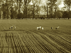 Killikus&reg; Fotographie