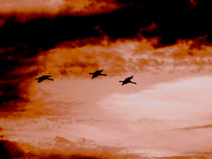 Killikus&reg; Fotographie