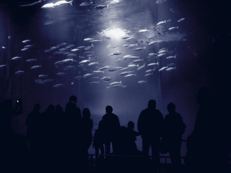 Killikus® Fotographie Killikus® Fotographie