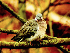 Killikus&reg; Fotographie