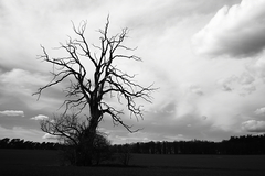 Killikus&reg; Fotographie