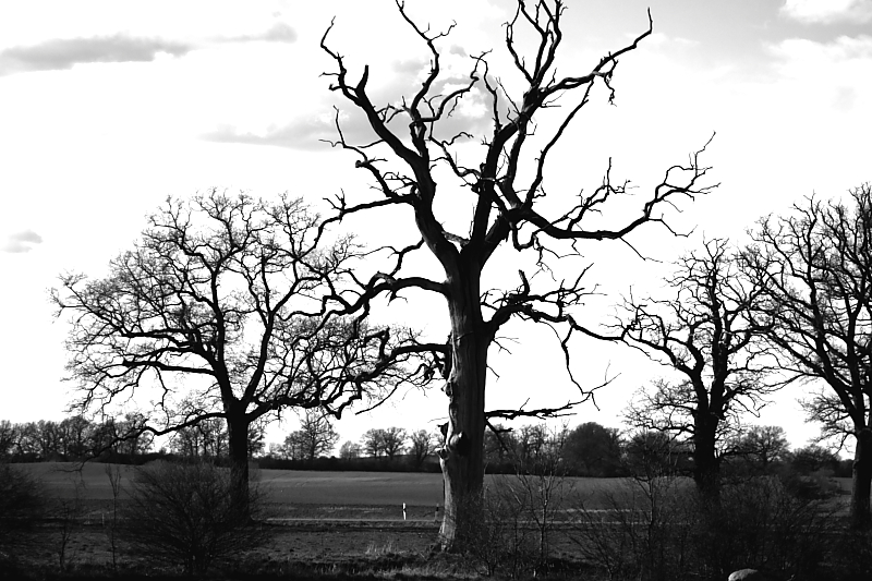 Killikus&reg; Fotographie