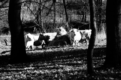 Killikus&reg; Fotographie