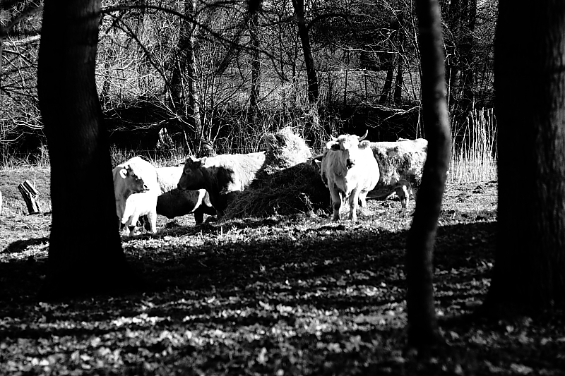 Killikus® Fotographie Killikus® Fotographie