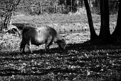 Killikus&reg; Fotographie