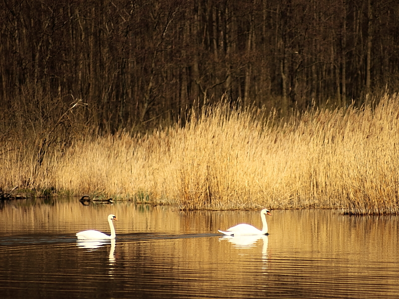 Killikus&reg; Fotographie