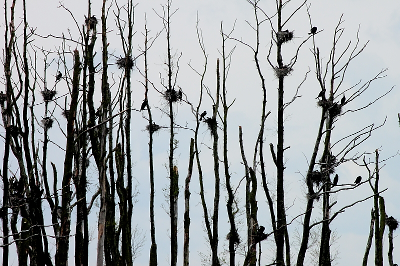 Killikus® Fotographie Killikus® Fotographie