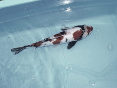 Killikus&reg; Fotographie