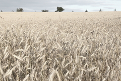 Killikus&reg; Fotographie