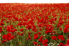 Killikus&reg; Fotographie