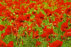 Killikus&reg; Fotographie