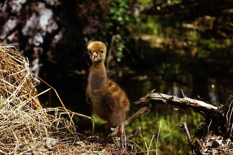 Killikus&reg; Fotographie