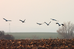 Killikus&reg; Fotographie