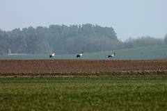 Killikus&reg; Fotographie