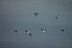 Killikus&reg; Fotographie