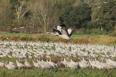 Killikus&reg; Fotographie