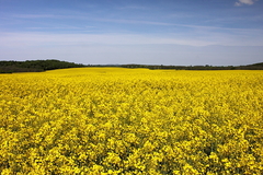 Killikus&reg; Fotographie