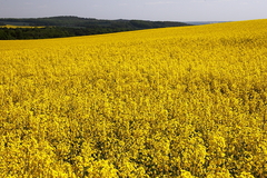 Killikus&reg; Fotographie