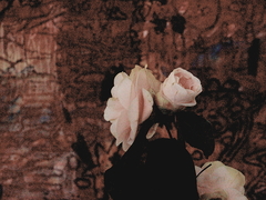 Killikus&reg; Fotographie