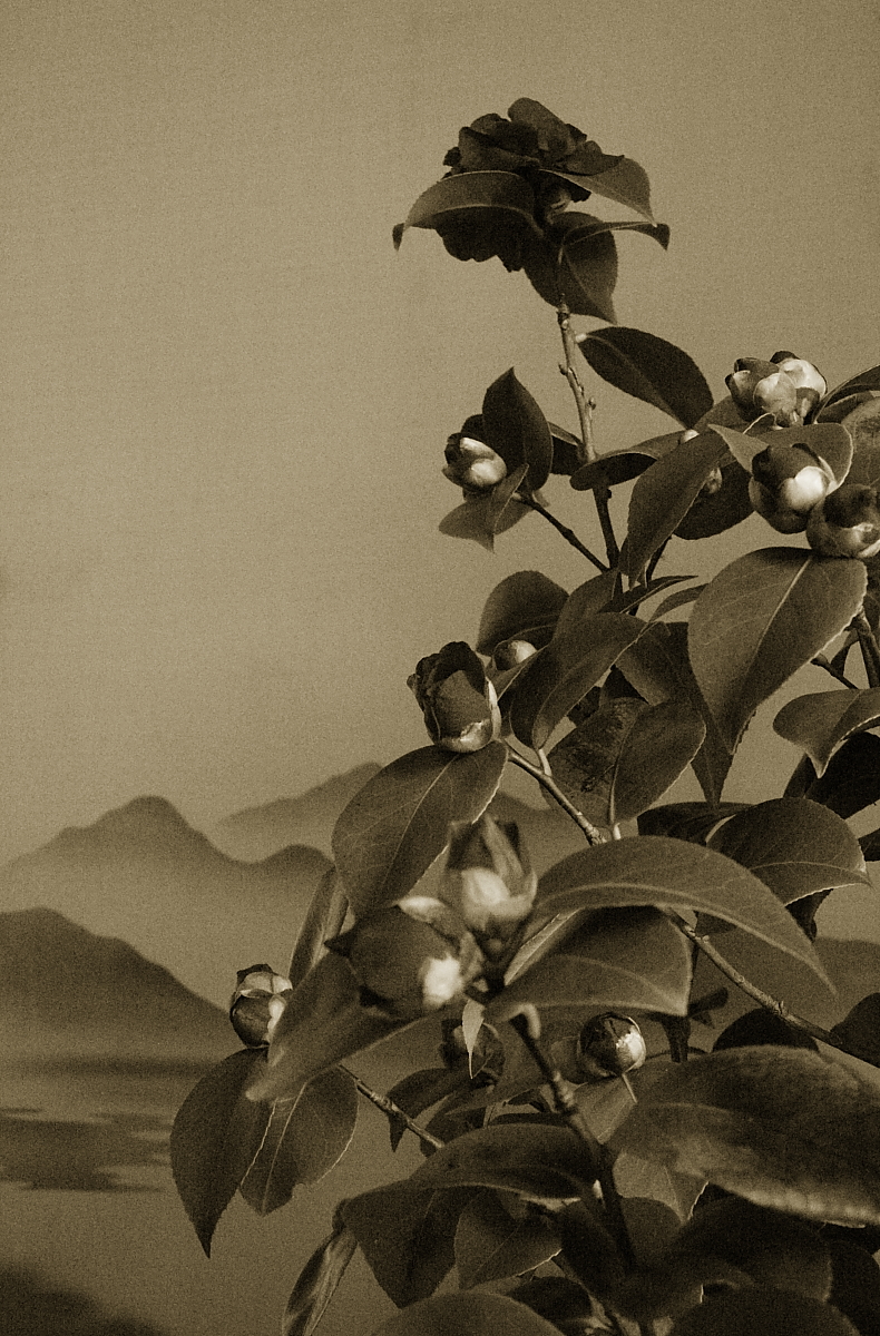 Killikus&reg; Fotographie