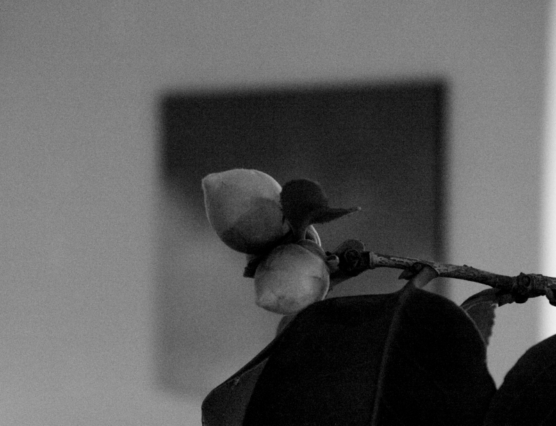 Killikus&reg; Fotographie