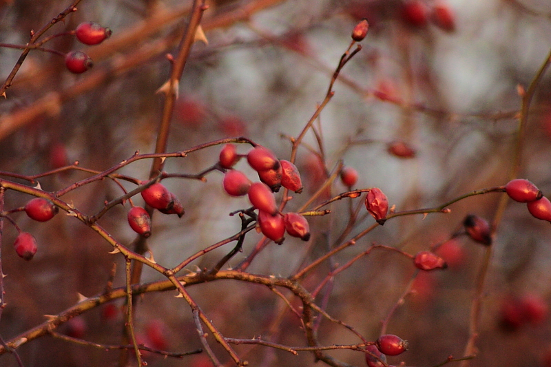 Killikus&reg; Fotographie