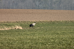 Killikus&reg; Fotographie