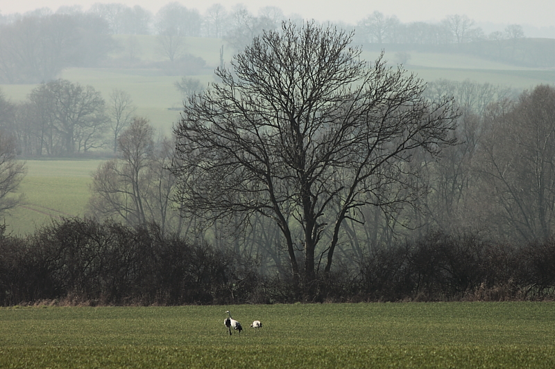 Killikus® Fotographie Killikus® Fotographie