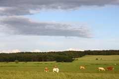 Killikus&reg; Fotographie