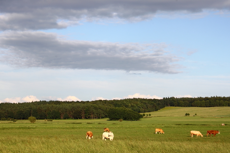 Killikus&reg; Fotographie