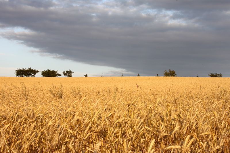 Killikus® Fotographie Killikus® Fotographie