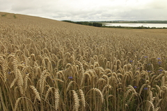 Killikus&reg; Fotographie