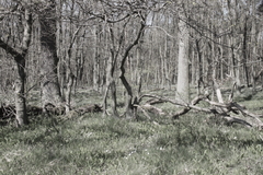 Killikus&reg; Fotographie